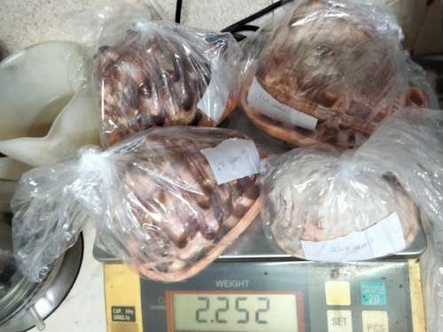 Sea Shell kg2.252 4 RED CASSIS BULL MOUTH HELMET SHELL