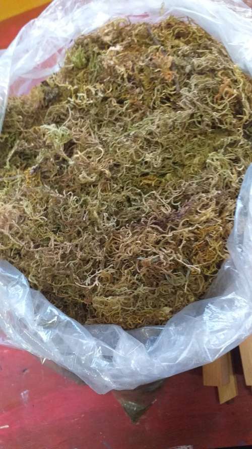 Large Bag of Sphagnum Moss for Flower Arranging