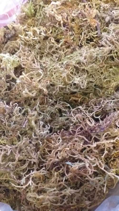 Large Bag of Sphagnum Moss for Flower Arranging