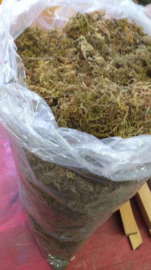Large Bag of Sphagnum Moss for Flower Arranging