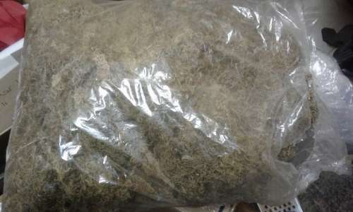 Large Bag of Sphagnum Moss for Flower Arranging