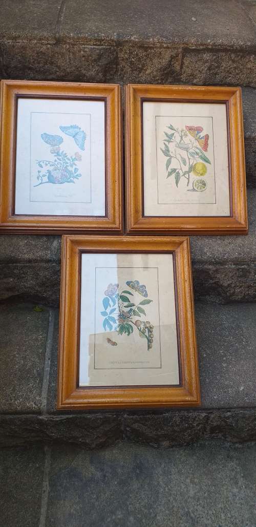 Set of 3 Framed Botanical Prints