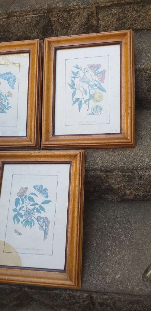Set of 3 Framed Botanical Prints