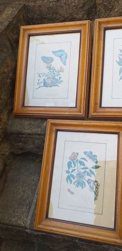 Set of 3 Framed Botanical Prints