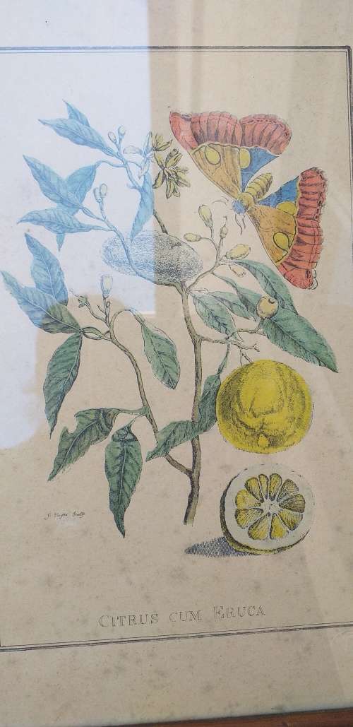 Set of 3 Framed Botanical Prints