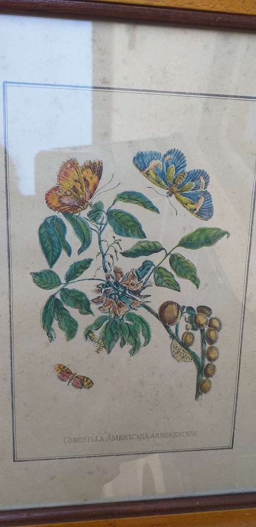 Set of 3 Framed Botanical Prints