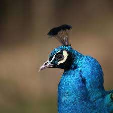 Advanced Photographers*SIGMA DG*150-500MM APO HSM*R14000*ULTRA ZOOM*OPTICAL STABILIZER*