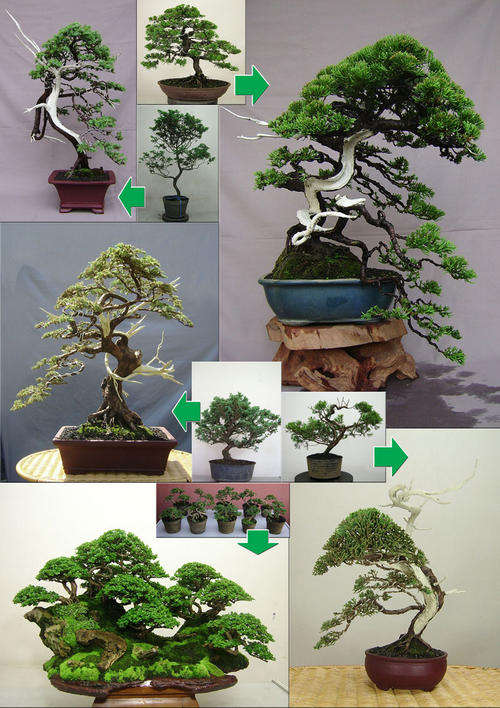 Over 20 Bonsai e-Books Collection