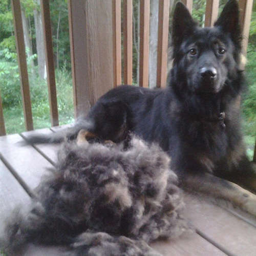 Pet Grooming Undercoat Rake, Dematting Tool Unboxed