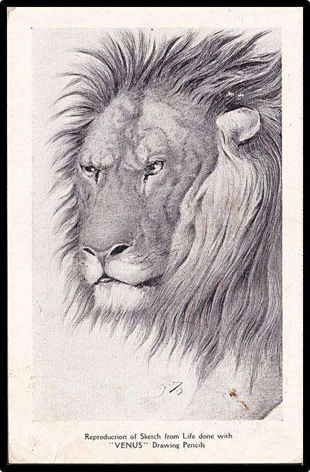 Excellent and Scarce `VENUS` Drawing Pencils Postcard sent from `LONDON` to Pretoria (1915)