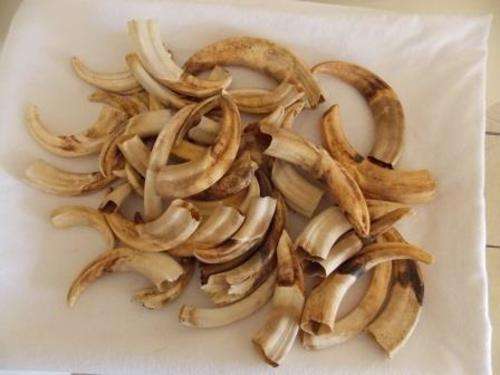 20 PAIRS OF WARTHOG TUSKS - DIFFERENT SIZES