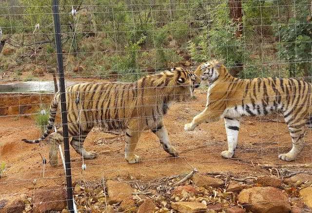 Mabalingwe Nature Reserve 6 - 10 May 2024 (Self Catering Studio Unit 4 sleeper)