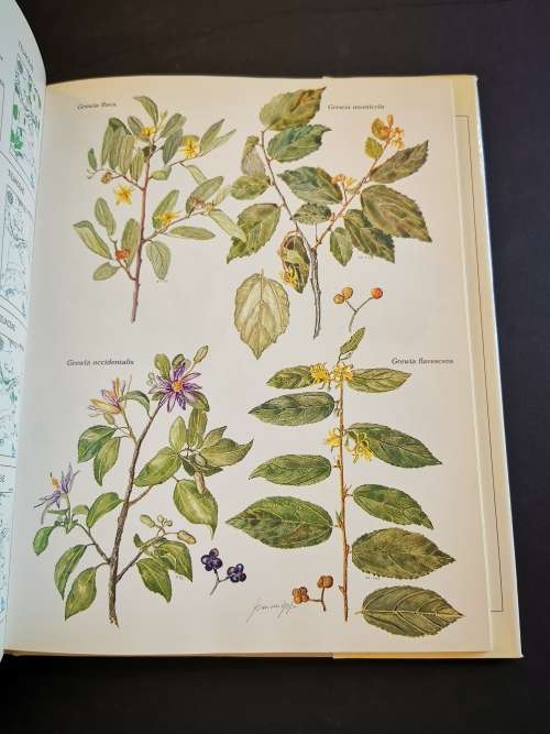 Trees and Shrubs of the Witwatersrand Magaliesburg and Pilansburg by Joan van Gogh and John Anderson