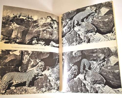 Queen of Shaba The Story of an African Leopard by Joy Adamson