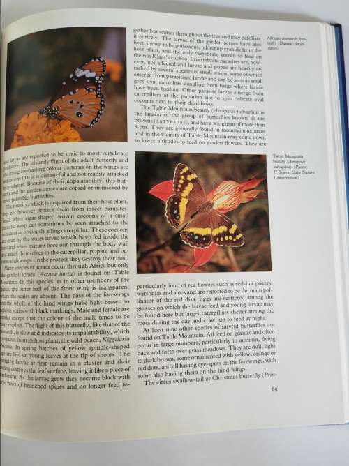 THE MOUNTAIN - DR. DOUGLAS HEY(ED)