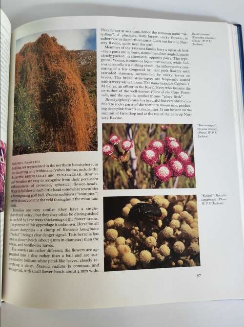 THE MOUNTAIN - DR. DOUGLAS HEY(ED)