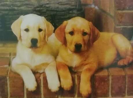 5D Diamond Painting DIY Kit - 50*-x40cm