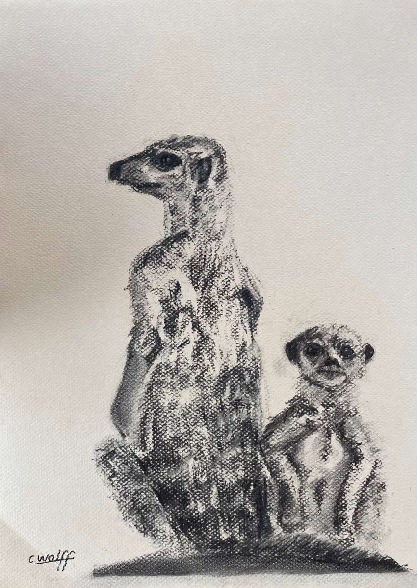 Meerkatte