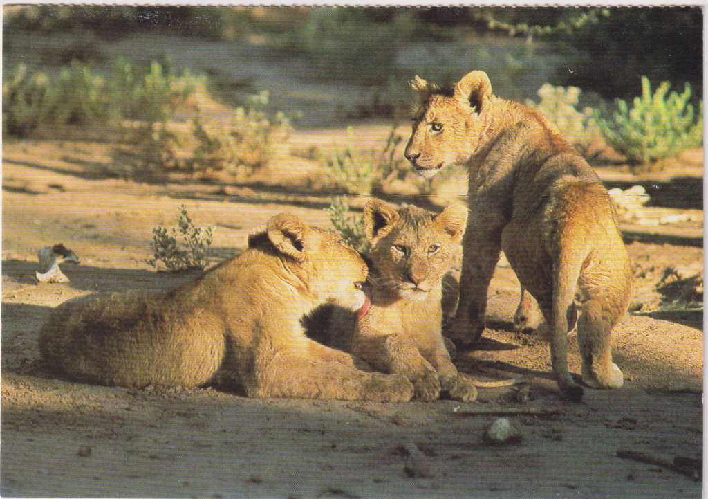 Post Cards / Maxi Card not used / Kruger National Park