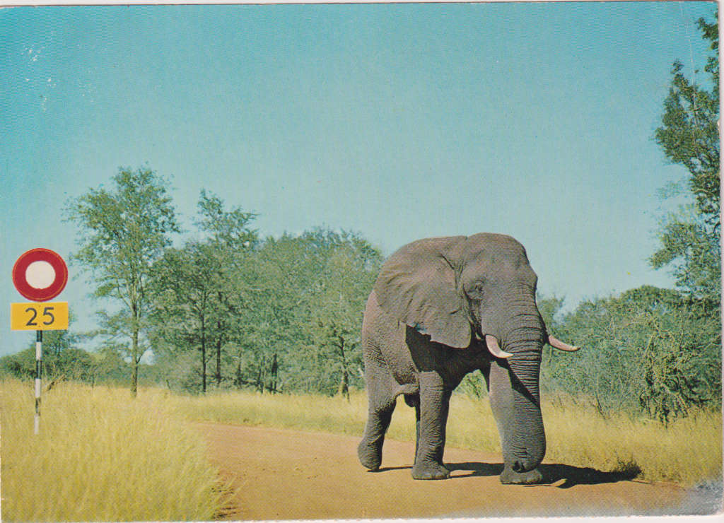 Post Cards / Maxi Card not used / Kruger National Park