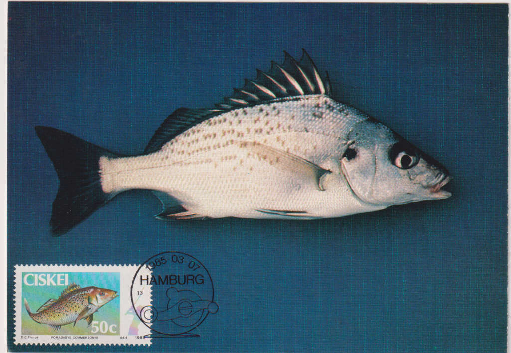 Post Card / Maxi Card Not used