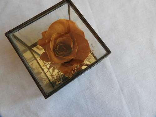 Rose in glass box