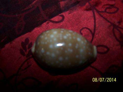 Cowrie Shell