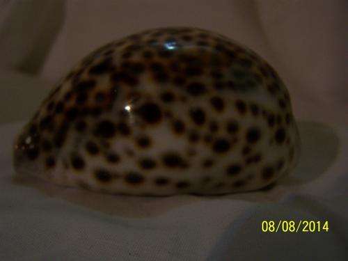 Cowrie Sea Shell