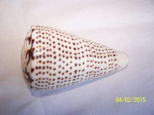 Cone Shaped Sea Shell