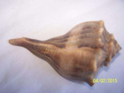 Sea Shell