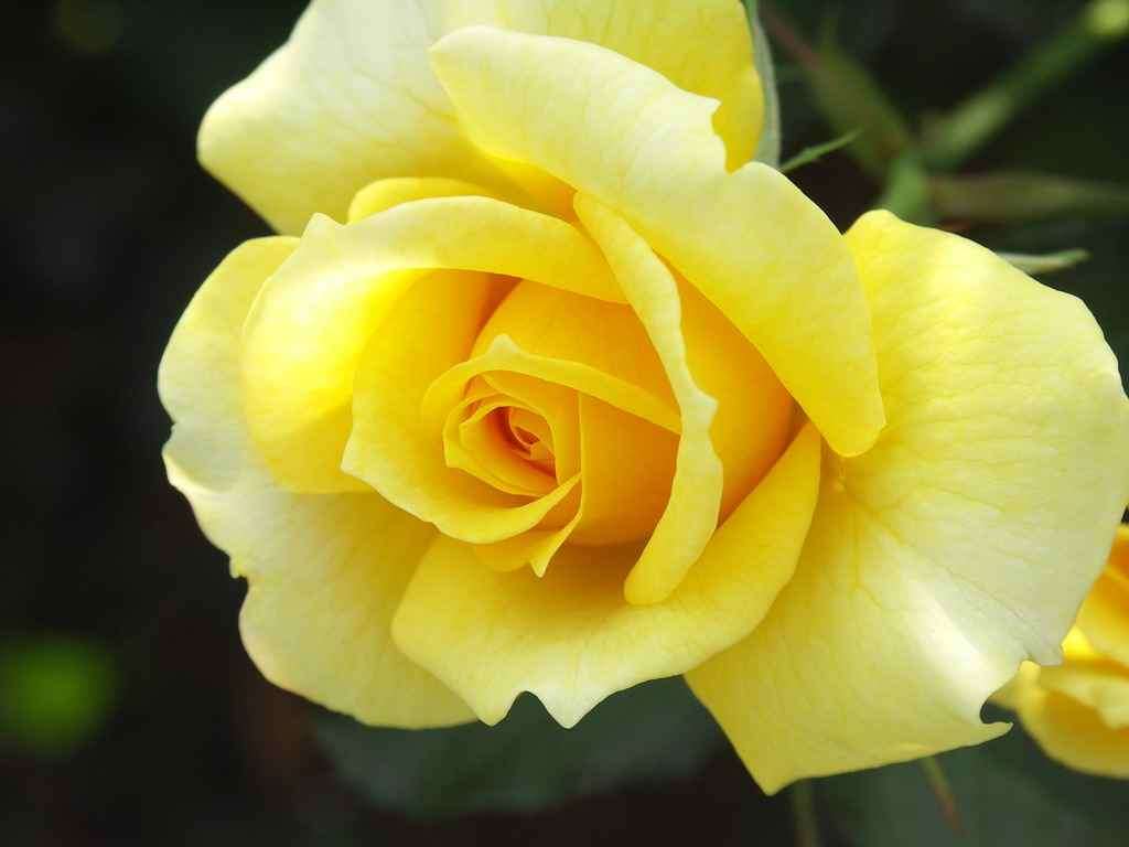 Yellow Rose Seeds (10 seeds)