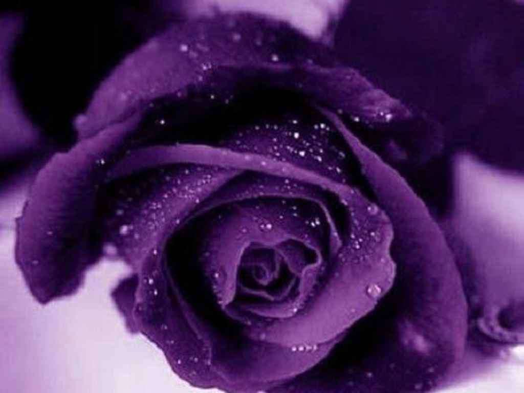 Purple Rose Seeds (10 seeds)
