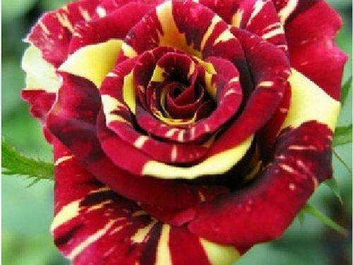 Meteor Rose Seeds (10 seeds)