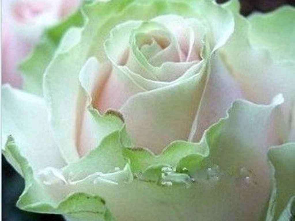 Dancing Queen Rose Seeds (10 seeds)