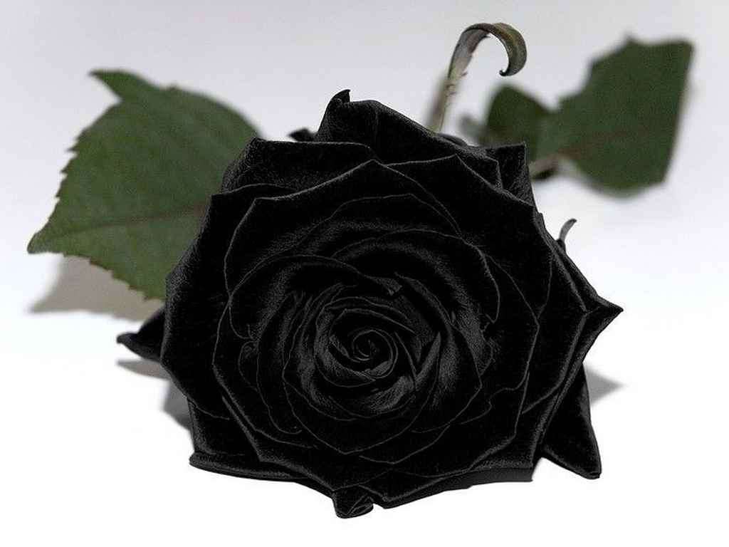 Black Rose Seeds (10 seeds)