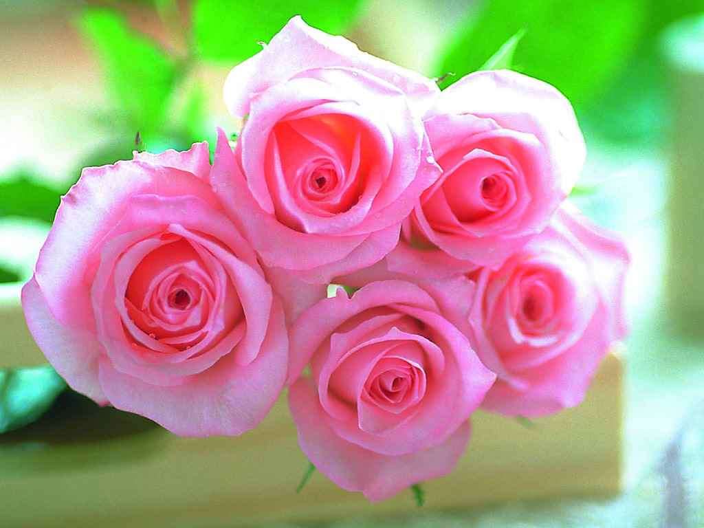 Pink Rose Seeds (10 seeds)