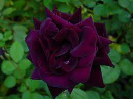 Louis xiv Rose Seeds (10 seeds)