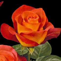Orange Coffee Rose Seeds (10 seeds)