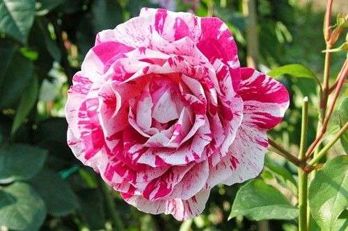 Dragon Pink Rose Seeds (10 seeds)