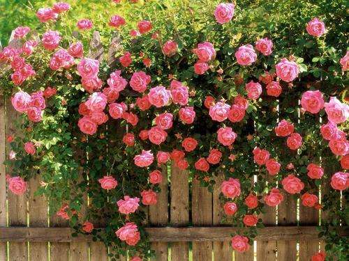Pink Climbing Rose Seeds (10 seeds)