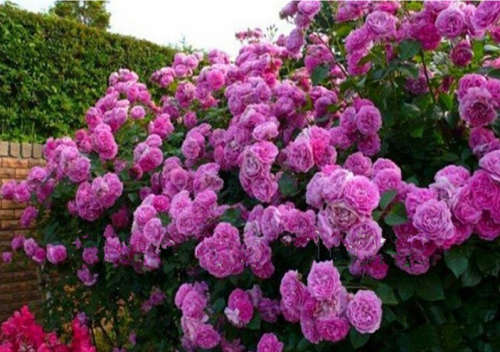 Purple Climbing Rose Seeds (10 seeds)