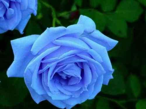 Light Blue Rose Seeds (10 seeds)