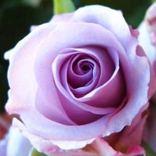 Light Purple Rose Seeds (10 seeds)