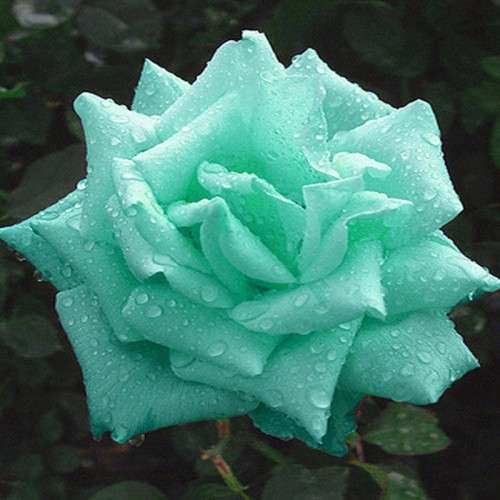 Pale Green Rose Seeds (10 seeds)