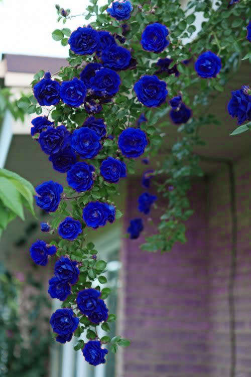 Blue Climbing Rose Seeds (10 seeds)