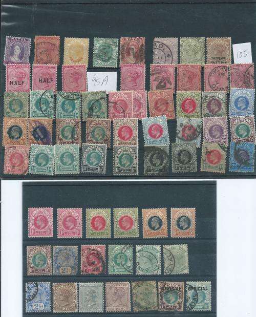 Selection of Natal mint and used, high SACC value!!!!!!