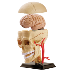 Cranial Nerve Skull Anatomy model with stand