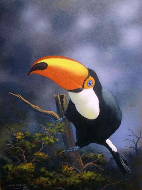 DANE WILLERS ORIGINAL OIL: "Toucan"