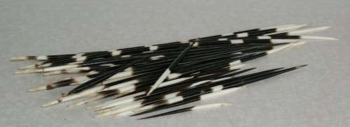 Porcupine Quills