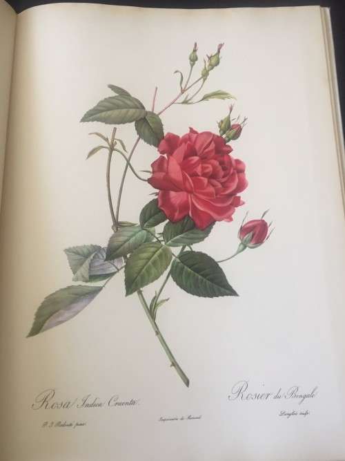 PIERRE-JOSEPH REDOUTE ROSES
